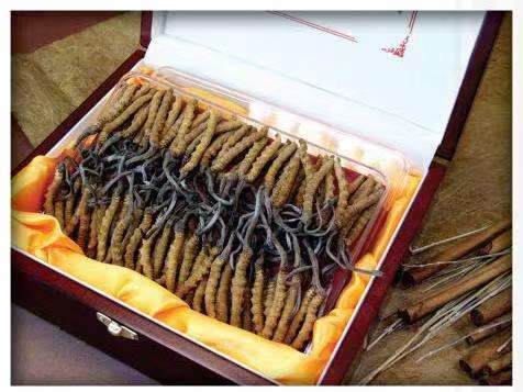 旌阳冬虫夏草回收